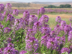 Rocky Mountain Bee Plant Seeds - 101+ Native Wildflower Seeds for Pollinators - Cleome serrulata