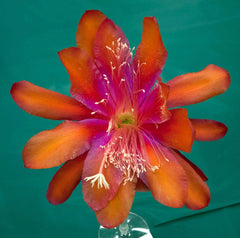 Epiphyllum Hybrid Starter Pot 4" 'Tel Star' Cactus Plant, Fully-Rooted, Exotic Flowering Succulent, Epiphyllum spp.