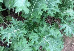 Organic Heirloom Kale Seeds - Premium White Russian Variety - Non-GMO, Fresh Gardening Seeds - Brassica oleracea