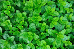 Organic Mojito Mint Plants - 6 Pack - Mentha Villosa "Mojito" - Fresh Herb, Culinary Use, Aromatic Gardening