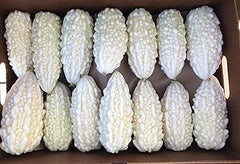 Exotic Bitter Gourd Seeds - 10 Pack White Bitter Melon - Momordica charantia, Rare Variety for Planting