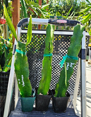 Rooted Dragon Fruit Cuttings - 12 to 16 Inches Long - 20+ Varieties - Hylocereus spp.