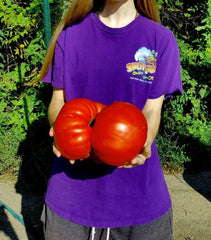 Big Zac Tomato Seeds - 30+ Count - World Record Size - Rare Heirloom Variety - Lycopersicon esculentum