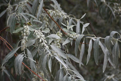 Russian Olive Tree Seeds - Elaeagnus angustifolia - Hardy Perennial Plant - Drought Tolerant, Fragrant Foliage