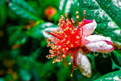 Dwarf Pineapple Guava Tree Seeds - 10+ Seeds, Feijoa sellowiana, Easy to Grow, Fruit-Bearing Variety, Free U.S. Shipping