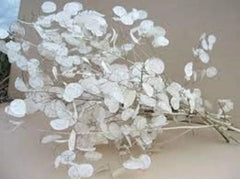 Lunaria Biennis Seeds 100 Count - Money Plant, Silver Dollar, Honesty, Moonwort