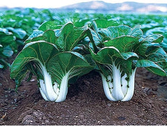Joi Choi F1 Hybrid Pak Choi Seeds - 100 Seeds - Chinese Cabbage, Brassica rapa subsp. chinensis