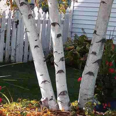 White Paper Birch Tree Seeds | 100+ Seeds | Betula papyrifera | Ideal for Bonsai Planting