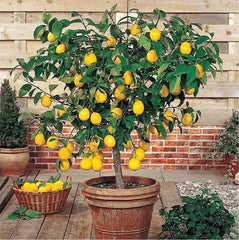 Live Lemon Tree Seedling 3" Tall Edible Citrus Fruit (Citrus limon) for Landscaping