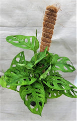 Monstera Swiss Cheese Plant 3" & 4" Live Indoor Houseplant, Rare Monstera adansonii, Unique Fenestrated Leaves