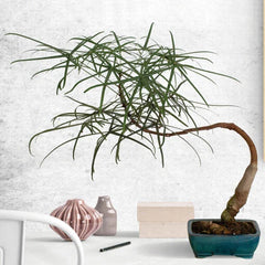 Australian Bottle Tree Live Plant - Brachychiton Rupestris - Rare Bonsai in 2.5" Pot - Unique Indoor/Outdoor Decor