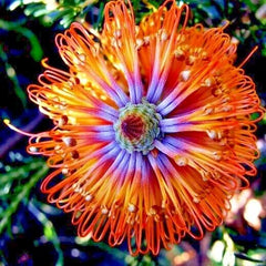 Banksia ericifolia "Little Eric" Tree Seeds | Rare Lantern Fireworks Variety | Native Australian Flower Plant