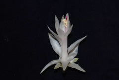 Christmas Cactus Starter Plant - Small Healthy Schlumbergera Truncata - Perfect for Home Decoration or Gifting