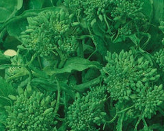 Rapini Broccoli Seeds - Early Fall Variety, Italian Greens, Healthy Non-GMO, 500 Count - Brassica rapa