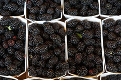 Rooted Goji Berry Plants - 3 Pack - Organic Superfood Berries - Lycium barbarum