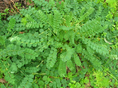 Salad Burnet Herb Seeds | 250+ Fresh Seeds | Perennial Herb for Salads | Sanguisorba minor