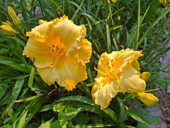 Daylily Bareroot - Hemerocallis 'Fergengi Gold' - Mature Eyes - Perennial Flowering Plant