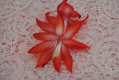 Christmas Cactus Starter Plant - Small Bristol Joy - Schlumbergera Truncata - Healthy Well Rooted Plant for Home Decor