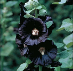 Black Hollyhock Flower Seeds - 25+ Seeds for Planting - Alcea rosea - Buy 2 Get 1 Free Offer