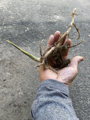 Japanese Myoga Ginger Plant with Root - ???? - Live Herb for Culinary Use - Zingiber mioga
