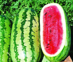 Jubilee Watermelon Seeds - Fresh Watermelon Seeds for Planting - Citrullus lanatus