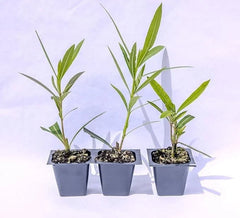 Oleander Live Plants, 2.5" Nursery Cubes, Red Variety, Nerium oleander, Jannoch Oleander