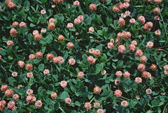 Strawberry Clover Seeds - 250+ Fresh Seeds - Trifolium fragiferum - Ideal for Lawns & Gardens