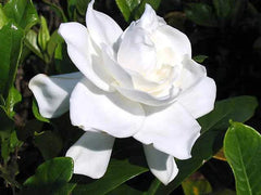 Heirloom Gardenia Bush 6" White Flowering Cape Jasmine Shrub - Gardenia jasminoides