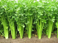 Chinese Celery Seeds - 5000 Non-GMO Heirloom Seeds - Apium graveolens - USA Seller