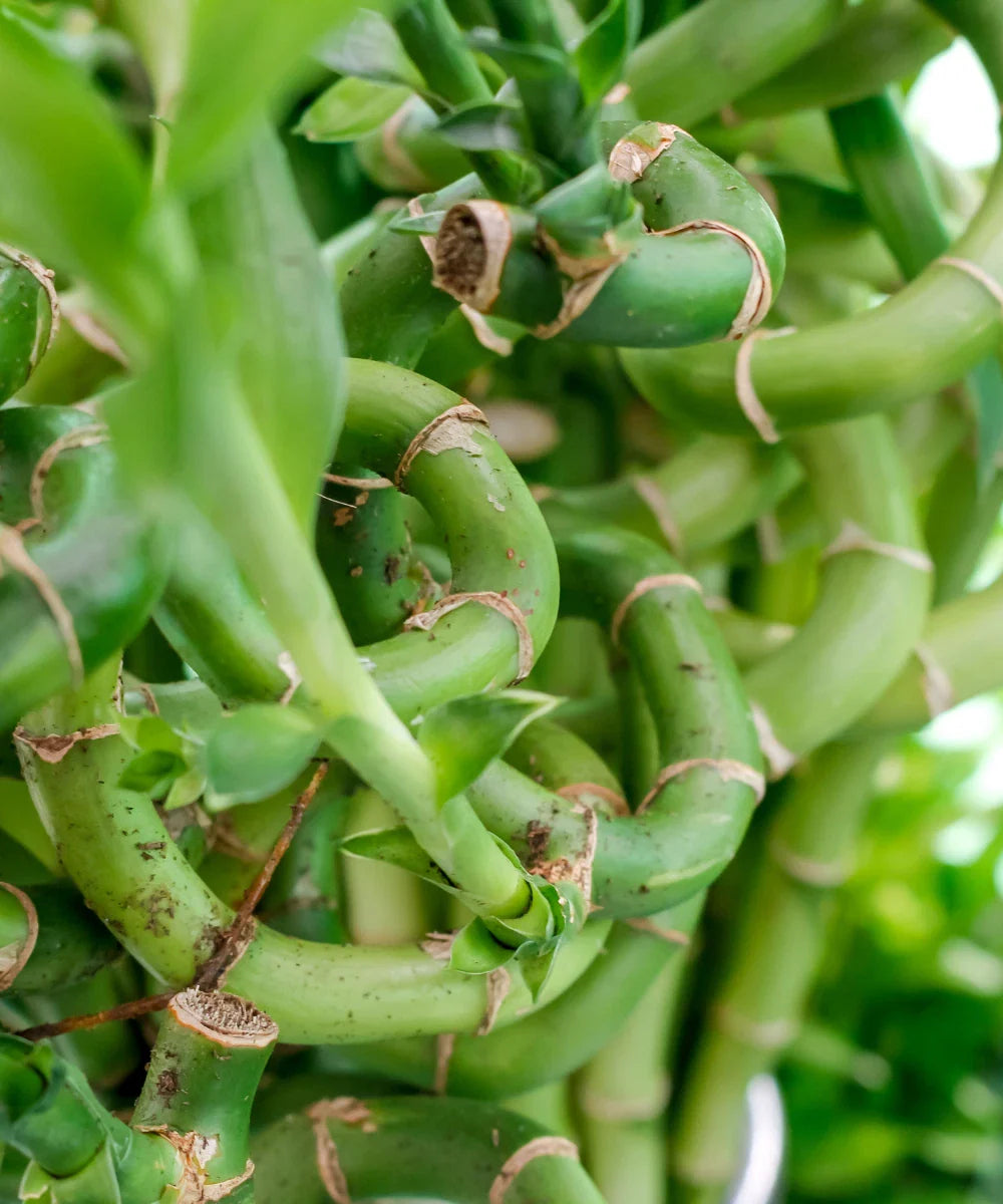 Curly Lucky Bamboo Plant 16