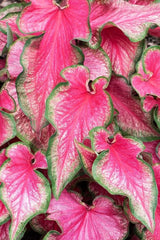 Lava Glow Caladium Bulbs - Perennial Elephant Ears, Fancy Variegated Foliage, Garden Planting