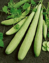 Armenian Yard Long Cucumber Seeds - 100+ Non-GMO Organic Heirloom - Fresh Cucumis melo var. flexuosus
