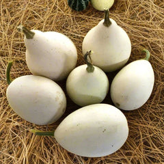 Ozark Nest Egg Gourd Seeds - Ornamental Dragon Eggs Variety for 2025 Planting - Cucurbita pepo