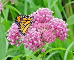 Swamp Rose Milkweed Seeds - 50+ Native Wildflower Seeds for Patio & Container Flower Garden - Asclepias incarnata