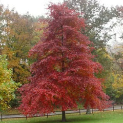 Blackgum Tree Live Plant Set of 2, 16-24 Inches, Nyssa sylvatica, Bare Root, Hardy Zones 5-9, Freshly Dug