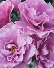 Angel Face Rose Cuttings - 5 Unrooted Cuttings - Colorful Hybrid Tea Rose - Rosa 'Angel Face'