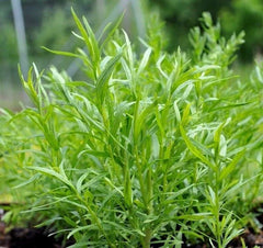 Russian Tarragon Herb Seeds, NON-GMO, Dragon Wort, Multiple Size Options