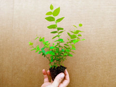 Blueberry Starter Plants - 2 Pack, REKA Variety, High Quality Berries, Vaccinium corymbosum, Pesticide Free, Zones 4-7