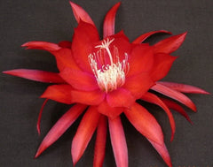 Epiphyllum Orchid Cactus Cutting - Cosmic Queen Variety - Don's Cuttings SEPT/3