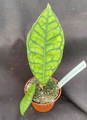Hoya Callistophylla 'Short Leaf' Rooted Plant 2.5" Pot