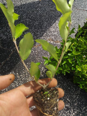 Acerola Cherry Tree Plant Set of 3, Pesticide Free, Barbados Cherry (Malpighia emarginata), Edible Fruit Plants, Free Shipping