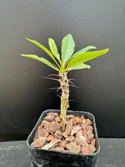 Ocotillo Plant in 2" Pot - Rare Succulent, Well-Rooted - Fouquieria macdougalii