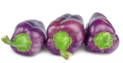 Purple Pepper Seeds - 100+ Seeds - Versatile Capsicum annuum for Eating and Seasoning