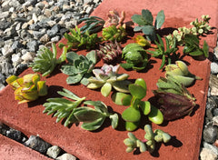 15 Live Succulent Cactus Cuttings - Assorted Varieties 4"-6" - Ideal for Gardening - No Roots, No Soil, No Pots
