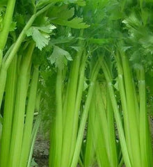 Tall Utah Celery Seeds 1000+ Non-GMO Vegetable Garden Salad Soup Starter Apium graveolens