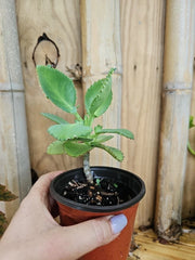 Mother of Thousands Kalanchoe Succulent Plant 4" Mexican Hat Plant (Kalanchoe daigremontiana) with Pup