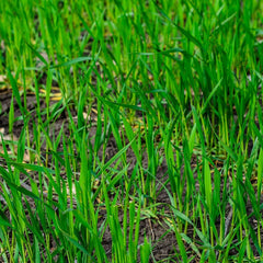 25 LBS Winter Rye Seed - Cover Crop for Food Plots, Deer & Wildlife, Garden Use - Secale cereale