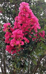 Hot Pink Crepe Myrtle Trees 6" Rooted Cuttings Lagerstroemia Indica Fast Growing Flowering Bushes