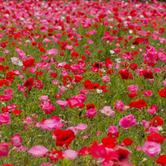Shirley Mixed Red & Pink Poppy Seeds - 200+ Pack - Papaver rhoeas - USA Grown, Garden Ready, Free Shipping