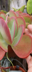 Flapjack Kalanchoe Succulent Live Plant - Pink Color - Kalanchoe luciae - Bare Root